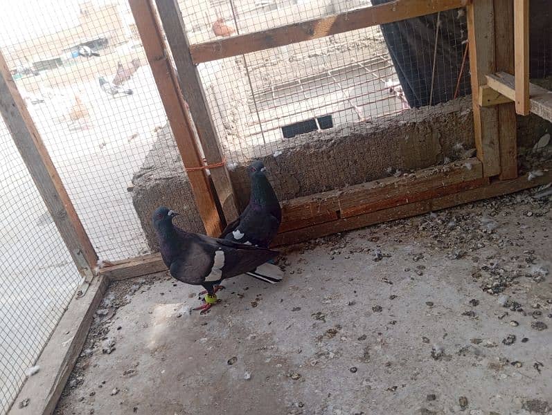 kala desi ka pair for sale location new Karachi Dua chok 1