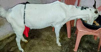 GOAT PURE MILK KHALIS BAKRI KA DUDH BACHO AUR BARO KY LIYE BETHREEN