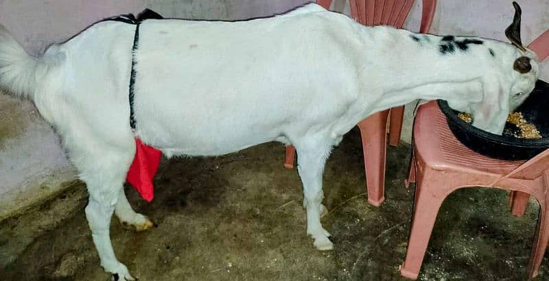 GOAT PURE MILK KHALIS BAKRI KA DUDH BACHO AUR BARO KY LIYE BETHREEN 0