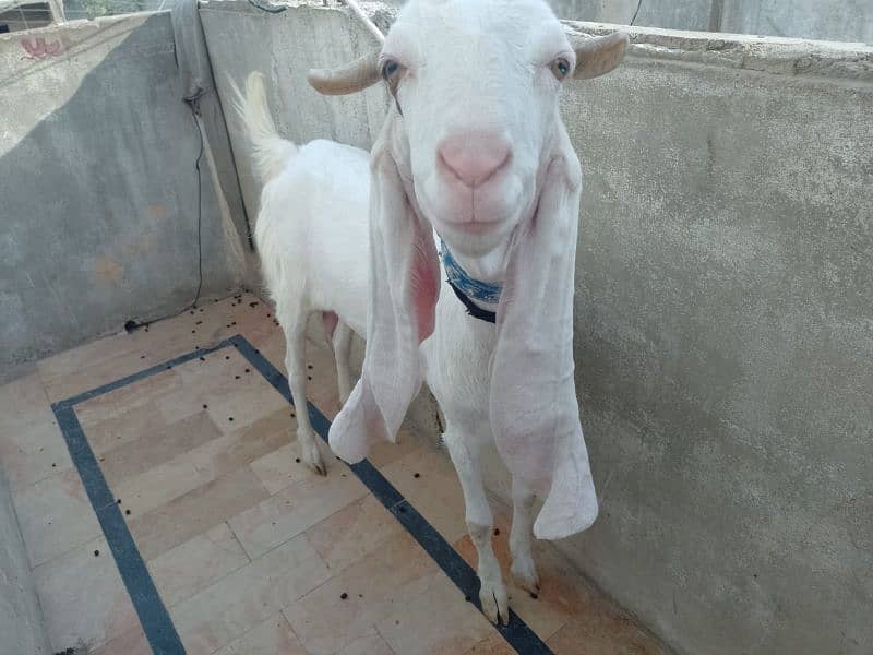 GOAT PURE MILK KHALIS BAKRI KA DUDH BACHO AUR BARO KY LIYE BETHREEN 1