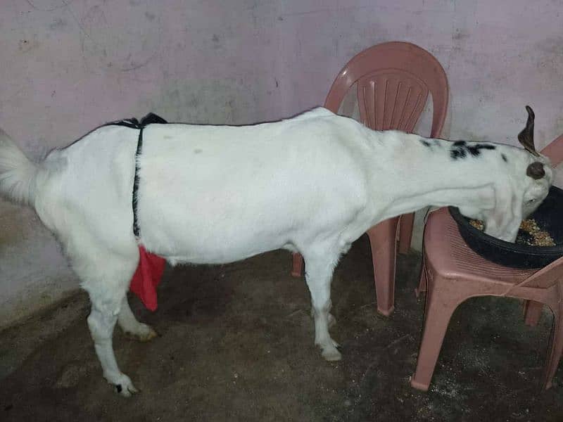 GOAT PURE MILK KHALIS BAKRI KA DUDH BACHO AUR BARO KY LIYE BETHREEN 2