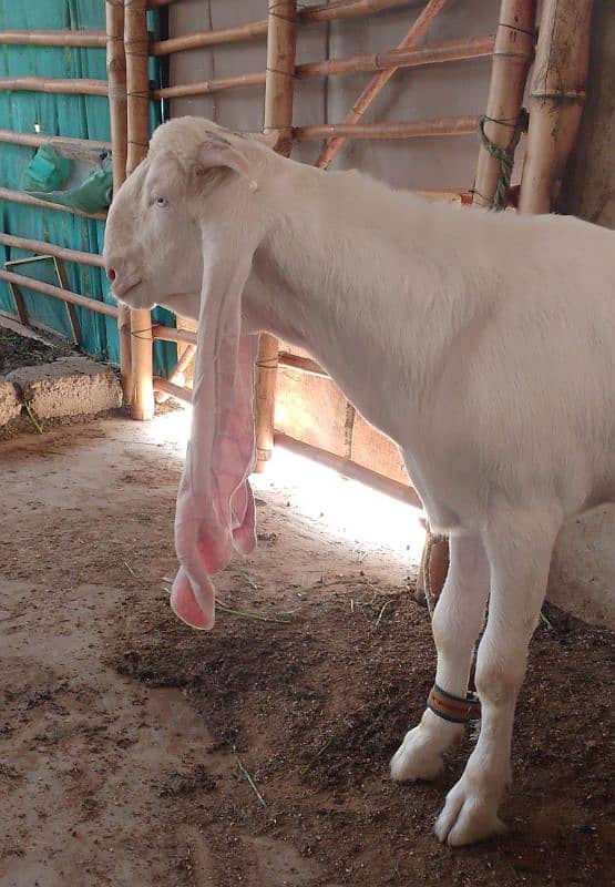 GOAT PURE MILK KHALIS BAKRI KA DUDH BACHO AUR BARO KY LIYE BETHREEN 3