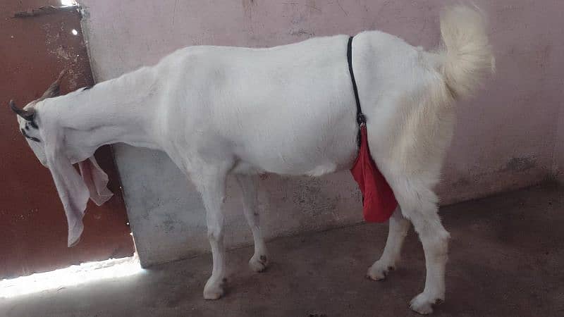 GOAT PURE MILK KHALIS BAKRI KA DUDH BACHO AUR BARO KY LIYE BETHREEN 4