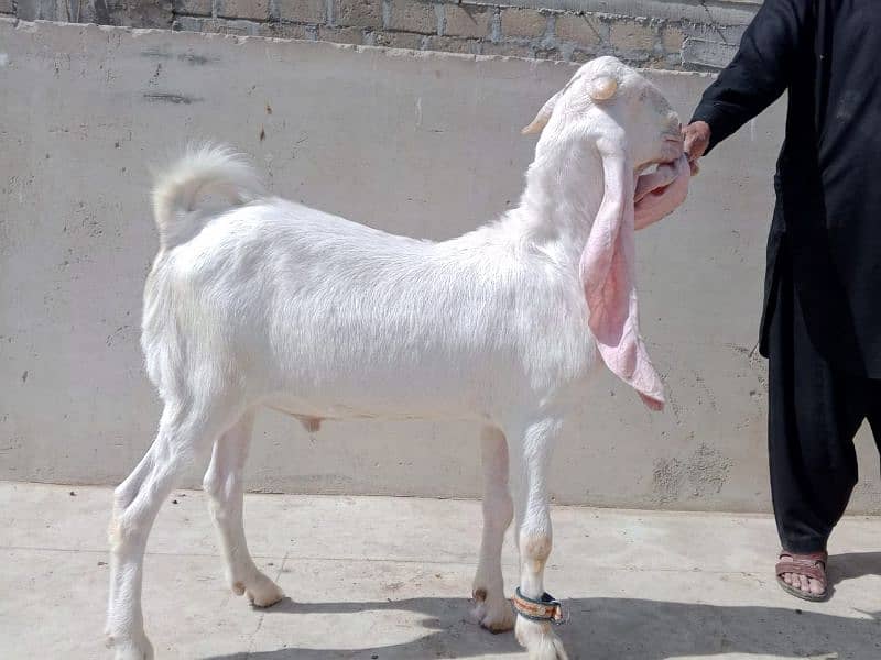 GOAT PURE MILK KHALIS BAKRI KA DUDH BACHO AUR BARO KY LIYE BETHREEN 5