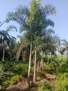 Foxtail Palm 15Feet