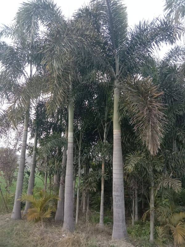 Foxtail Palm 15Feet 2