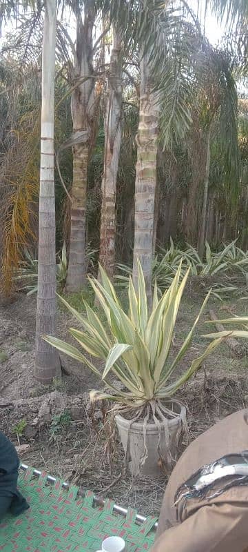 Foxtail Palm 15Feet 3