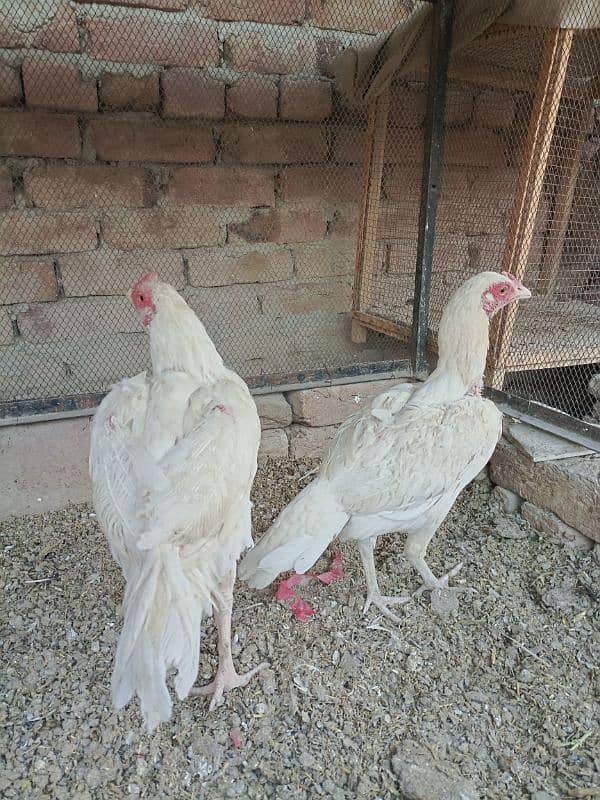 aseel heera pair for urgent sale 0