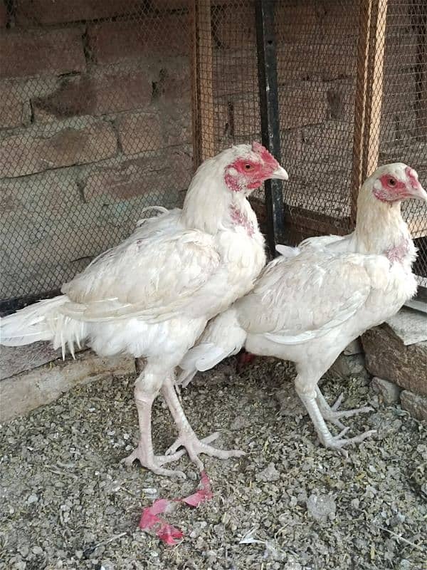 aseel heera pair for urgent sale 1