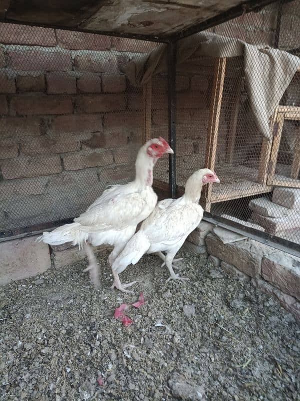 aseel heera pair for urgent sale 2