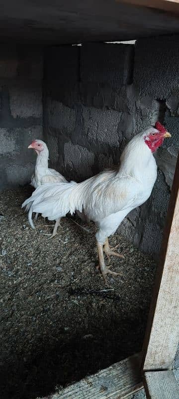 Heera pair for sale 0