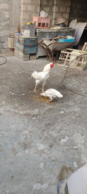 Heera pair for sale 3