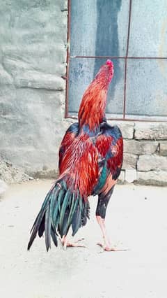 Lakha Aseel Mianwali Breed