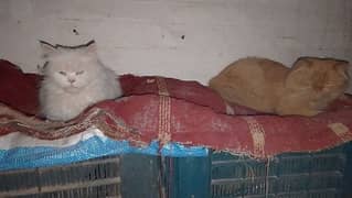 persian cats pair for sale