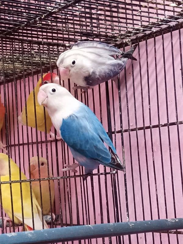 love birds 0