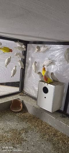 Albino love Bird pair for sale