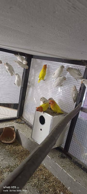 Albino love Bird pair for sale 1