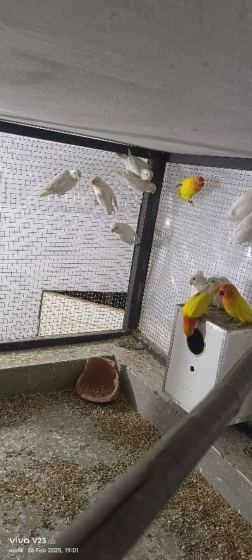 Albino love Bird pair for sale 2