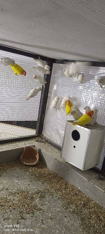 Albino love Bird pair for sale 4