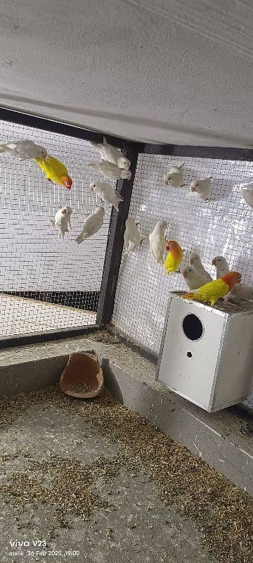 Albino love Bird pair for sale 5