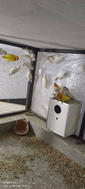 Albino love Bird pair for sale 6