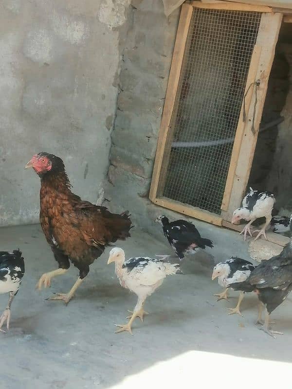 heera cross black hen chicks 0