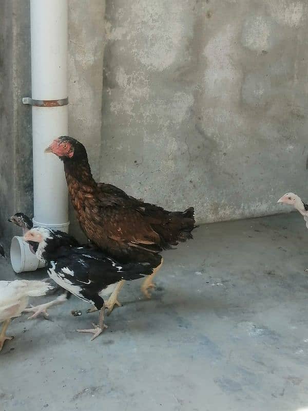 heera cross black hen chicks 2