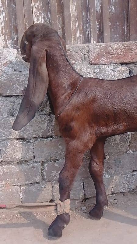 bital goat/nagri bital/lalpure bital 2