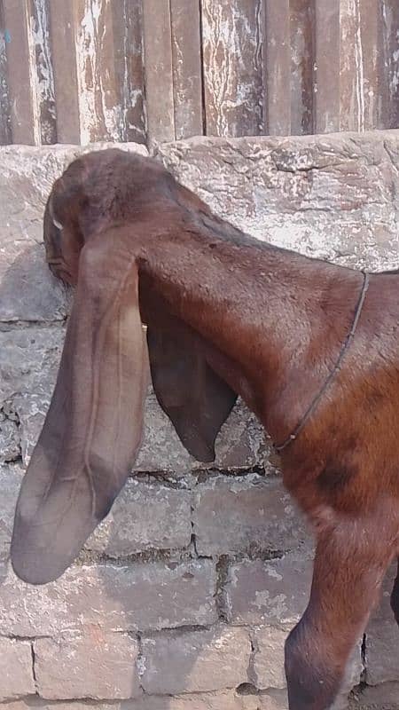 bital goat/nagri bital/lalpure bital 3