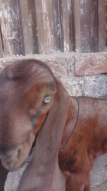 bital goat/nagri bital/lalpure bital 4