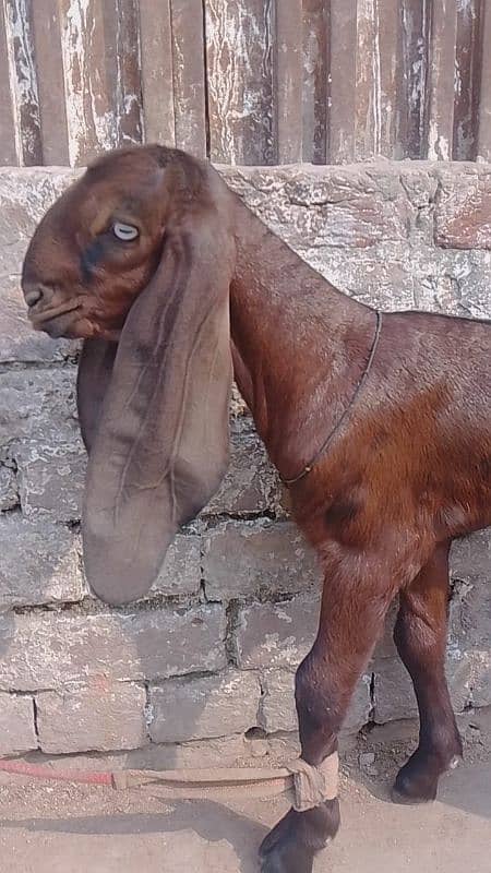 bital goat/nagri bital/lalpure bital 5