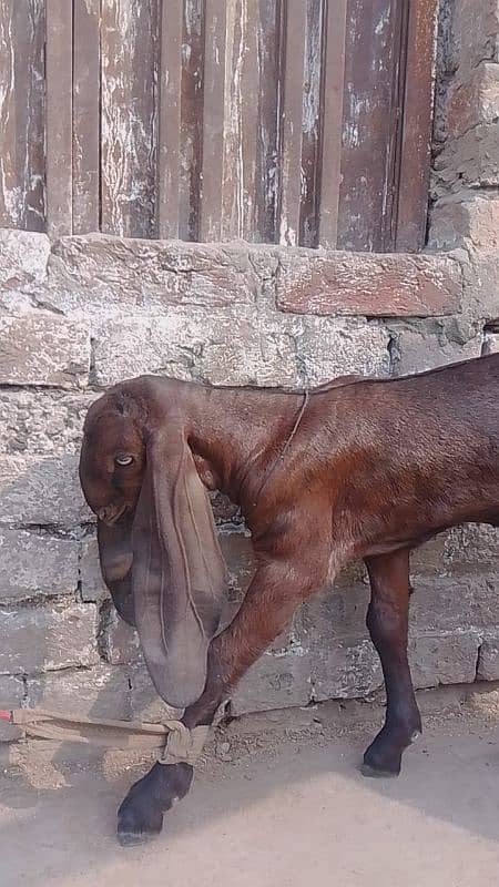 bital goat/nagri bital/lalpure bital 6