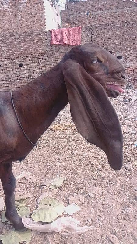 bital goat/nagri bital/lalpure bital 7