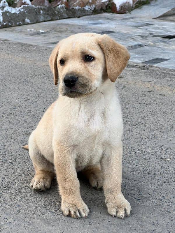 Labrador retriever puppies 1