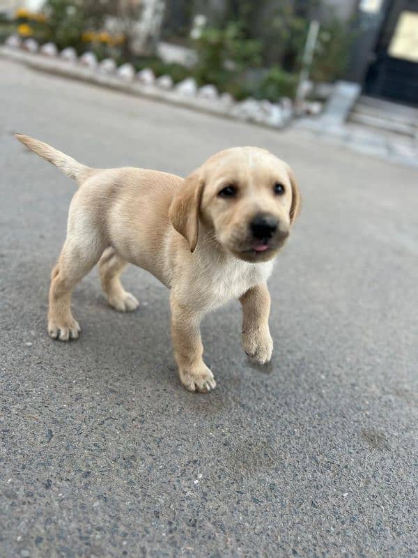 Labrador retriever puppies 2