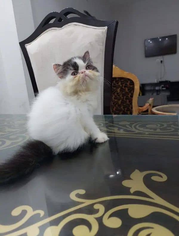 Persian cat for sale only WhatsApp number0327=4272440 0