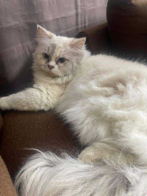 beautiful persian cat 0