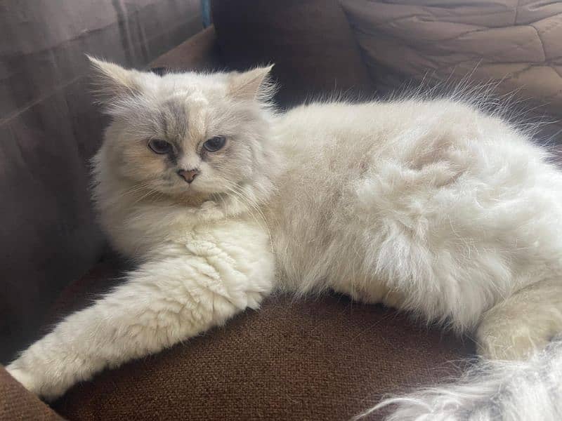 beautiful persian cat 1