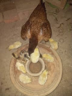 1 aseel hen with 10 chicks