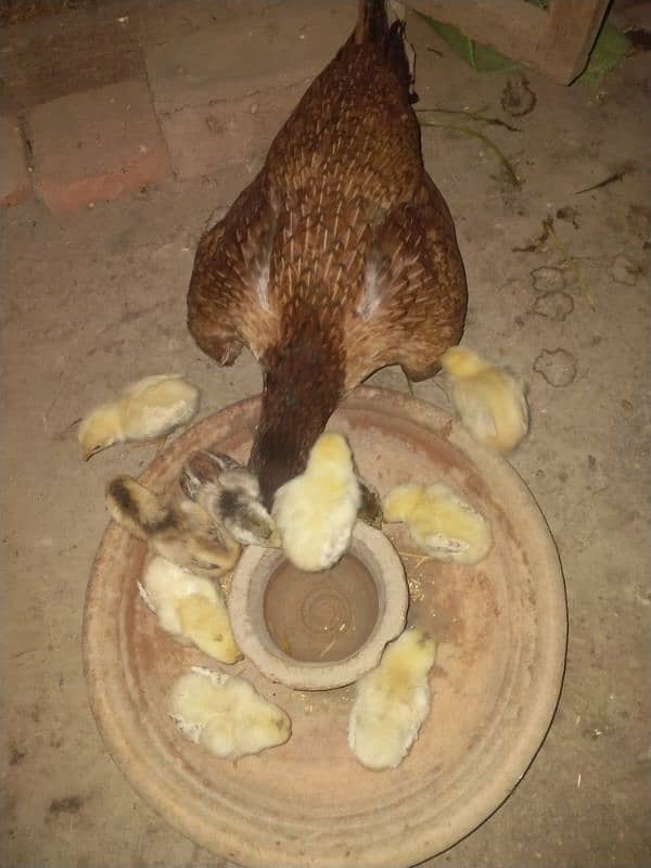 1 aseel hen with 10 chicks 0