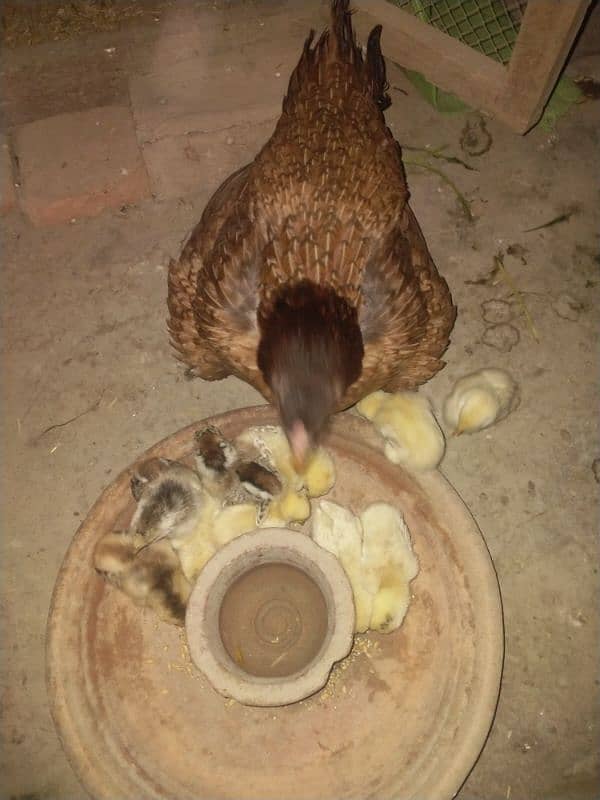 1 aseel hen with 10 chicks 2