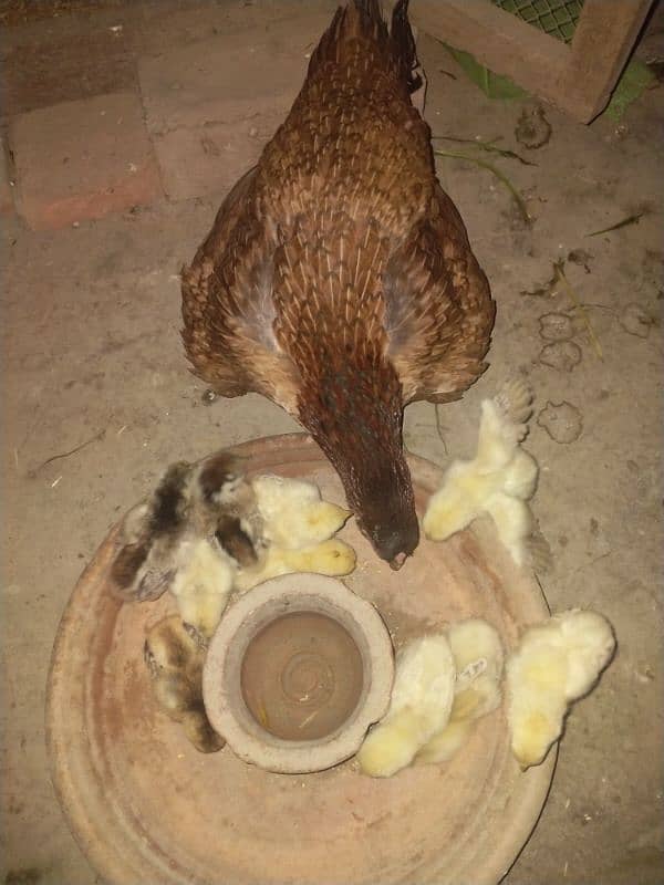 1 aseel hen with 10 chicks 3