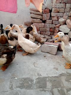 Ducks for sale