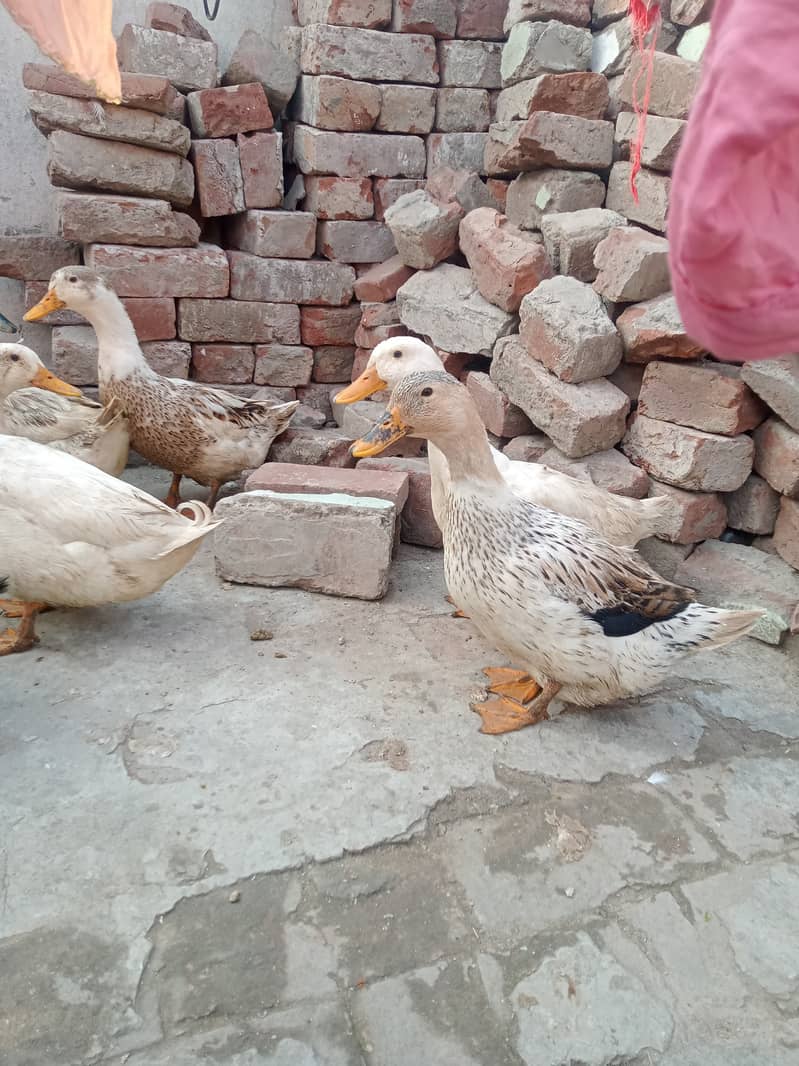 Ducks for sale 1