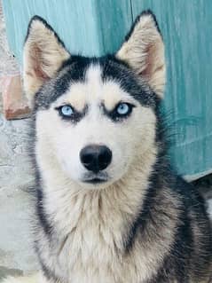 husky puppy available 6 months age