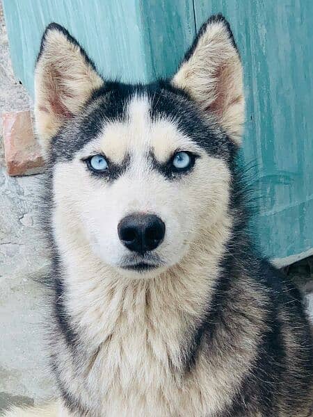 husky puppy available 6 months age 0