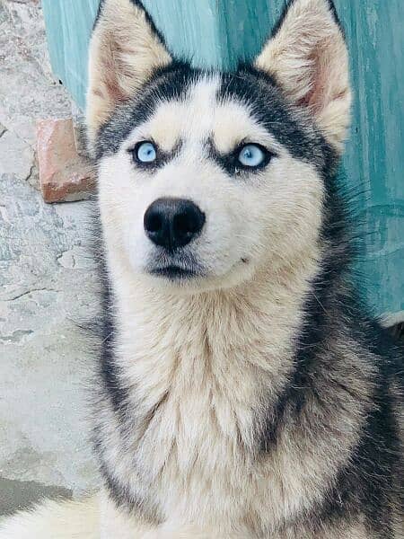 husky puppy available 6 months age 1