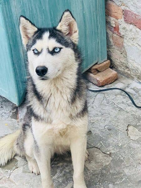 husky puppy available 6 months age 2