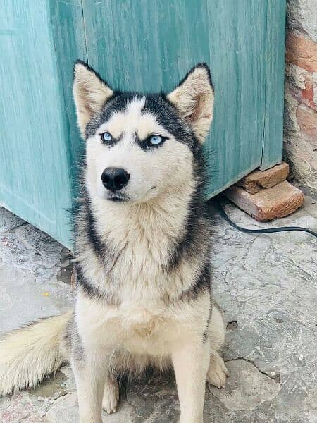 husky puppy available 6 months age 3