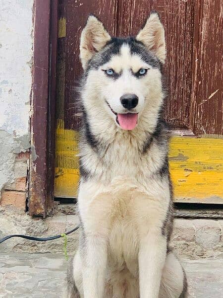 husky puppy available 6 months age 4